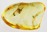 Fossil Spider and Ant-Like Stone Beetle in Baltic Amber #330623-2